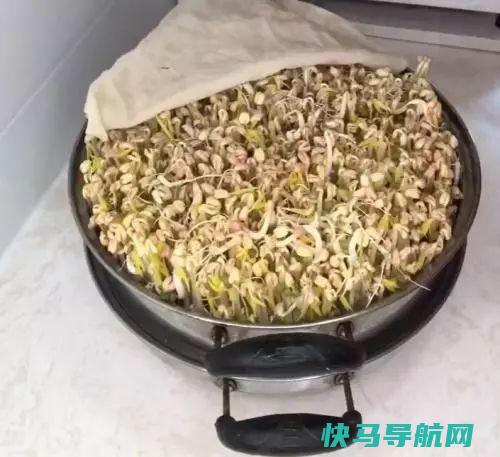 这个发豆芽的秘方，婆婆用了半辈子，根根粗壮又脆嫩