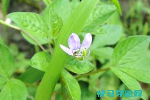 白花菜吃多少会中毒白花菜中毒处理