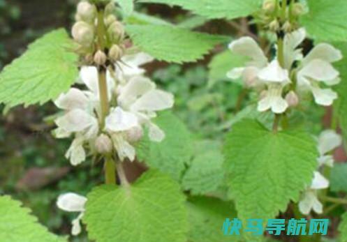 白花菜吃多少会中毒白花菜中毒处理