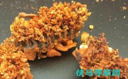 海参花的做法与吃法