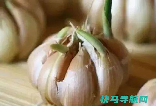 一直买蒜苔吗？菜农教你“一招”，长时间储存后不会发芽！