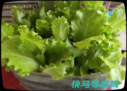 这菜过年要常吃，3分钟上桌，清肠护眼睛，吃大鱼